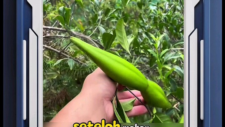 Ini buah apa⁉️