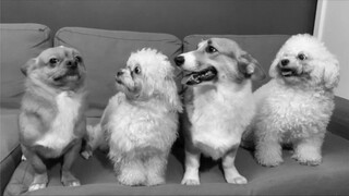 What is a follower dog?