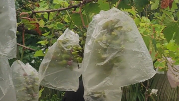 fruts plant..house top