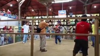 7 Stag NCGBA Champion, 1st fight win Elims, Dec 28 2024,Villahermosa cockpit Tudela Camotes cebu.
