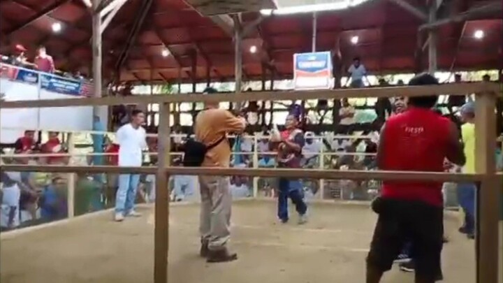 7 Stag NCGBA Champion, 1st fight win Elims, Dec 28 2024,Villahermosa cockpit Tudela Camotes cebu.