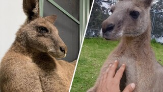 This giant kangaroo with huge ego is the biggest baby