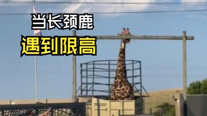 ช่วงเวลาน่าเขินอายของสัตว์!