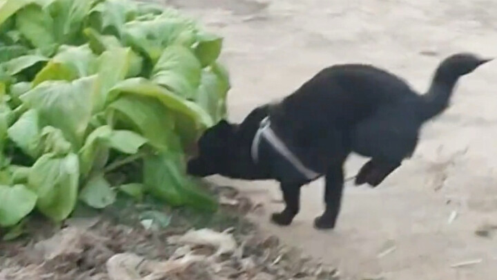 Little Black remains silent, simply lifting his leg again and again.