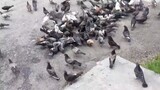 A group of Pigeon eating