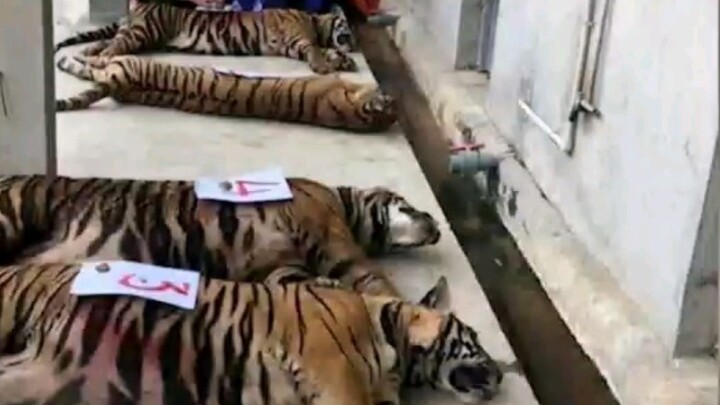 Hearing that tiger bones are sold at a high price, a woman secretly kept 17 tigers in her basement, 