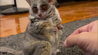 The pet of a Thai netizen looks very cool except when jumping. But he looks very sneaky at other tim