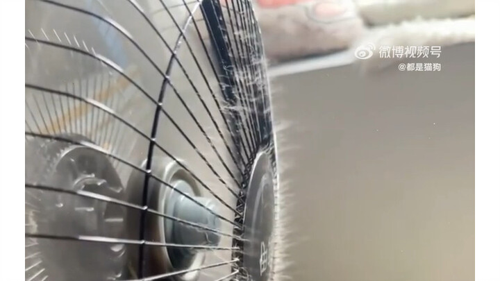 Mèo mướp mưa bão