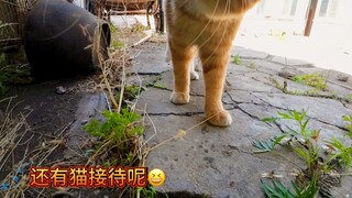 关于我家猫去别的小猫家做客这件事