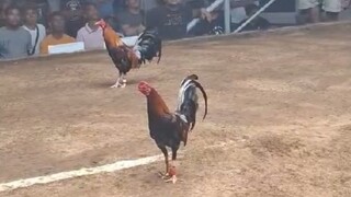 2 hits Champion (Boss Bambe) 🐓