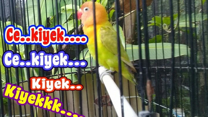 jangan kaget lovebird baby anda langsung nyaut dengar suara lovebird baby ini.