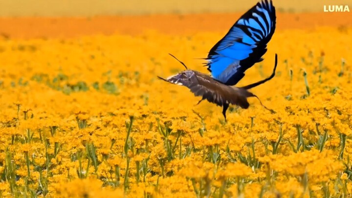 animal wildlife