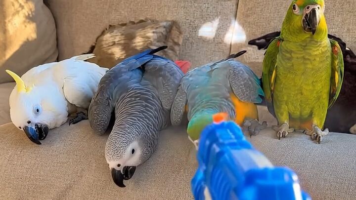 😂 These Parrots Took This Toy Gun WAY Too Seriously! #funnyparrots #parrotvideos #shortsHe Really T