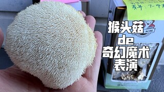 They say there is no Hericium erinaceus in Hericium erinaceus cookies, so I decided to make them mys