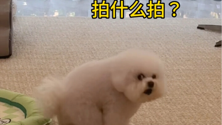 The little dog gets furious after discovering it's being secretly filmed