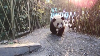 [Hewan]Saat Panda Dipadukan dengan BGM Acara "Take Me Out"-Lucu Sekali