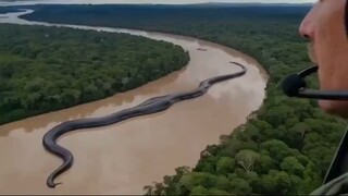 Legendary giant anaconda believed to inhabit Amazon River