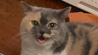 我竟然说不过我的猫