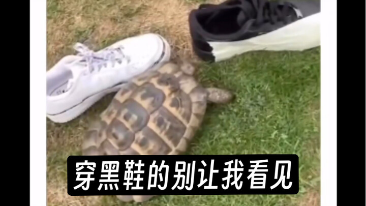🐢 Kura-kura: Aku memang suka mendiskriminasi, mulai sekarang kalau ketemu aku ingat untuk menghindar