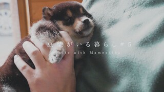 Traveled 500 kilometers to pick up a two-month-old little milk dog—my heart is melting with cuteness