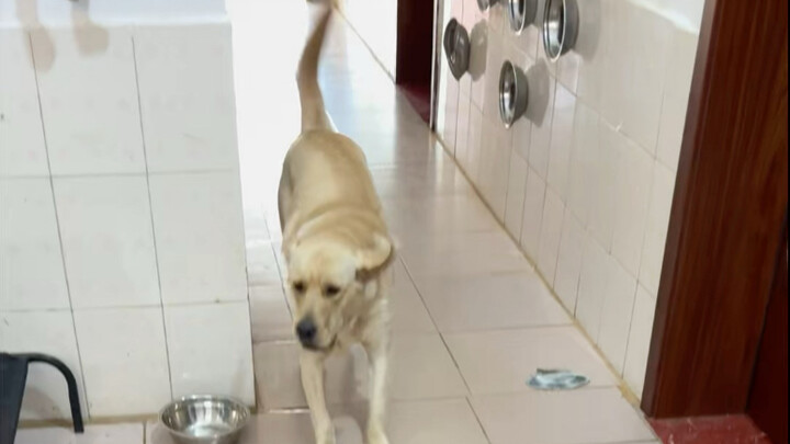 Chó: Tức chết mất, không có cơm ăn mà cũng chẳng biết trút giận vào đâu!