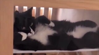 I told you, Tom & Jerry is a documentary!