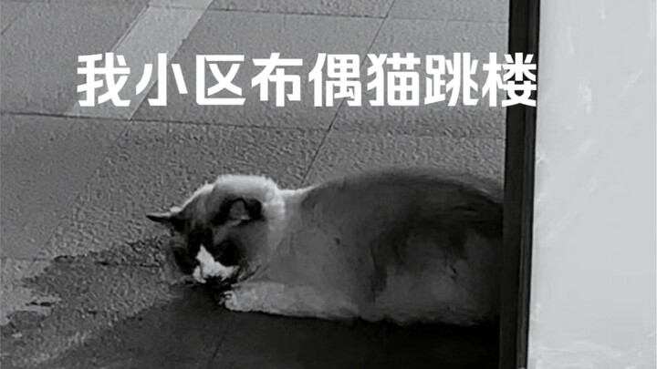 حادث مفاجئ في حيّي! قطة بورمية تقفز من المبنى وتنزف دماً بغزارة.. من المسؤول عن هذا؟