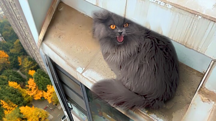 Blue Cat the Lion King gets stressed—on the 20th floor, he jumps without a second thought!