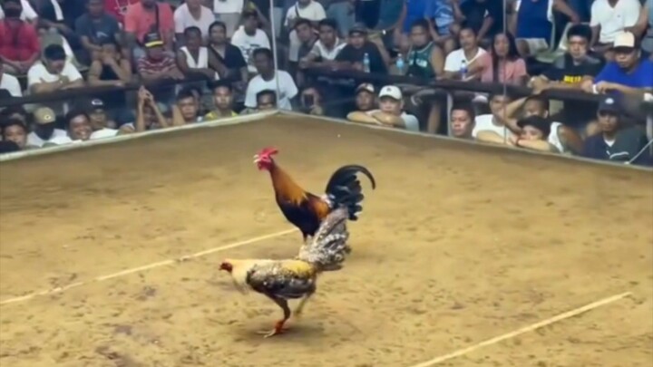Suuper Bulik #viral