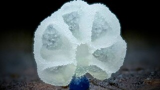 Đây là một loại nấm cục, còn được gọi là túi phân ngựa. Khi còn non, phần bên trong có màu trắng và 