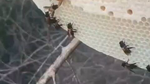 蜜蜂