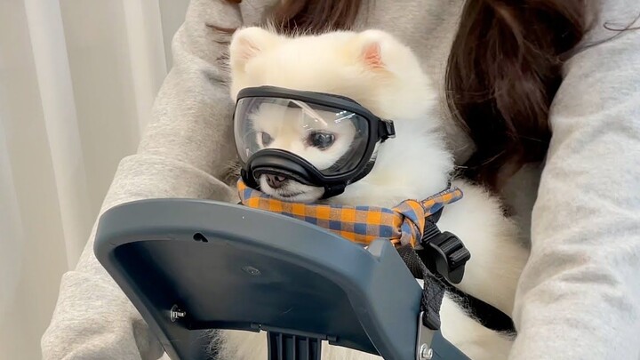 This little pup practicing bike rides in its owner’s arms is just too adorable!