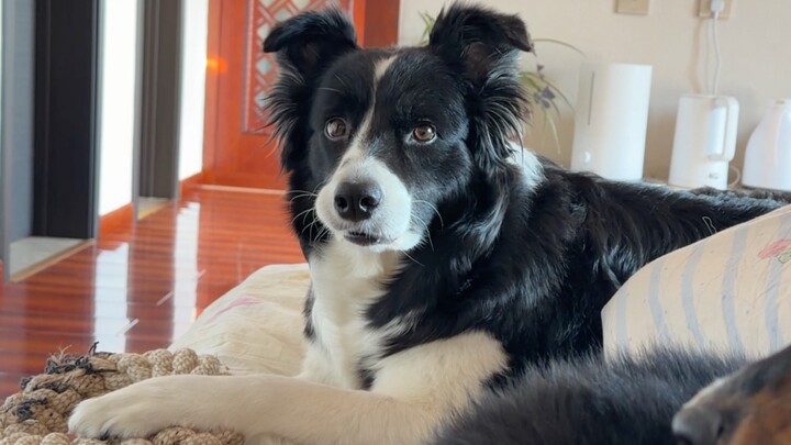 Sao mõm của mấy cún lại một con vẹo trái, một con vẹo phải vậy hahaha!