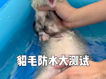 Dense Fur Waterproof Big Test
