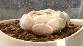 多肉喝水吨吨吨，魅影的影子还是魅影么