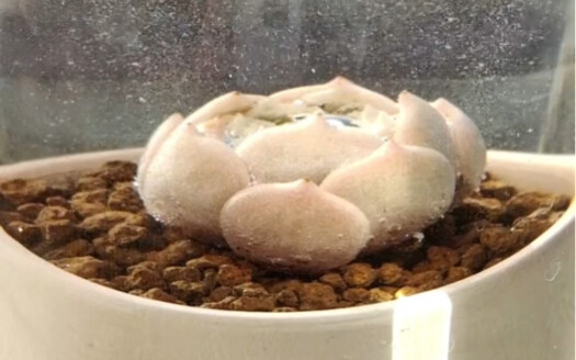 多肉喝水吨吨吨，魅影的影子还是魅影么