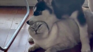 Cats are naughty, dogs are mean