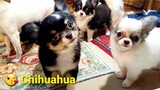Top Chó Con Dễ Thương: Nhìn Cún Con Ăn Cũng Yêu! #Chihuahua