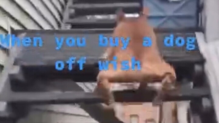 When you buy a dog off wish