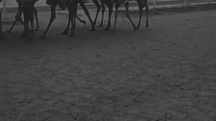 Camel racing ready to racing tracks 🐫