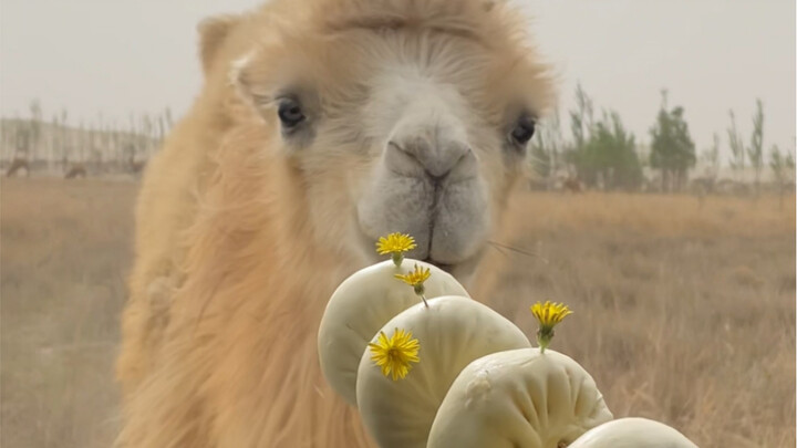 It’s cactus-flavored filling!