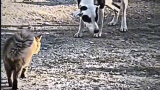 Cat vs dog