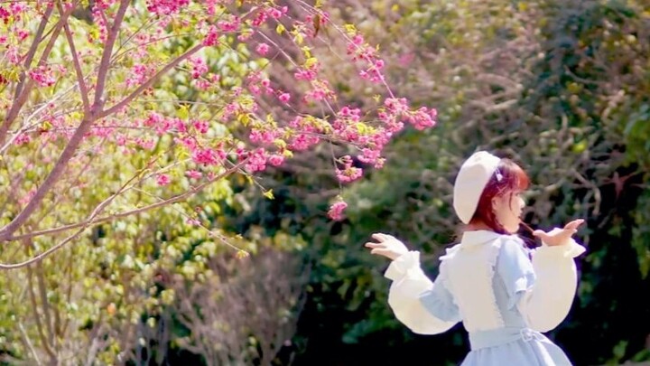 【Saki Homura】The street closest to spring【It's under the cherry tree o(*≧▽≦)♡】