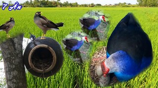 TRÍCH CỒ LẠI LÂM BỒN và TIN VUI fan Sáu Nâu - 7 Ân