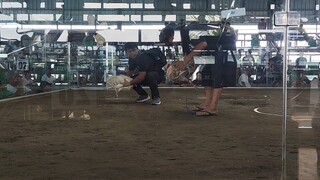 First fight white kelso