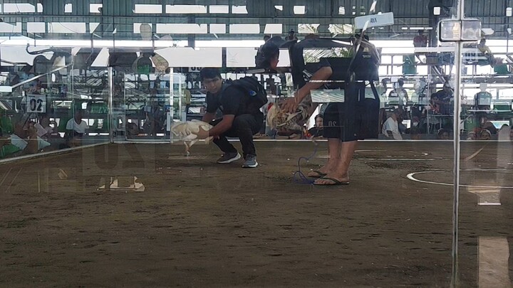 First fight white kelso