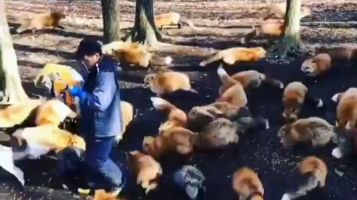 หมู่บ้านจิ้งจอกเปิดโต๊ะอาหาร ภูเขาจิ้งจอก ทะเลจิ้งจอก โดย: TheFoxLife