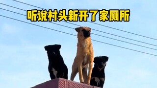 【พากย์เสียงสัตว์】ต้องขนถุงข้าวสารกี่ชั้น?
