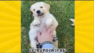 สัตว์เลี้ยงเพื่อนขนปุย : เจ้าขนทองตัวกลม