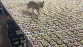 Cat: Flash sale! Flash sale! Just add ten bucks now, and you pick which one to buy—whichever one you